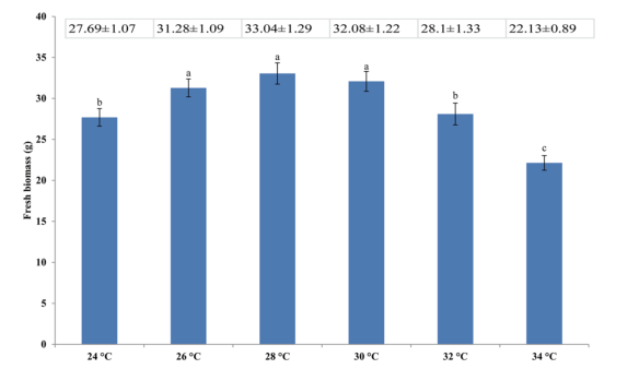 image靈芝1 (1).png