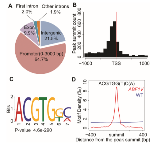 高通量測序|ChIP-seq ABF1V結合位點鑒定