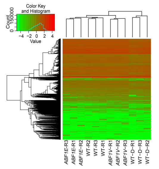 高通量測序|rna測序|RNA-seq聚類分析熱圖