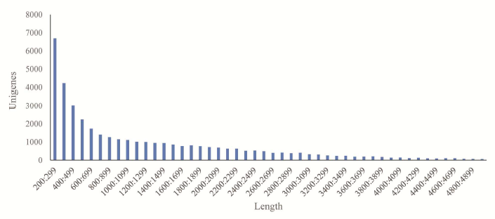 大黃魚轉錄組unigenes長度分布圖