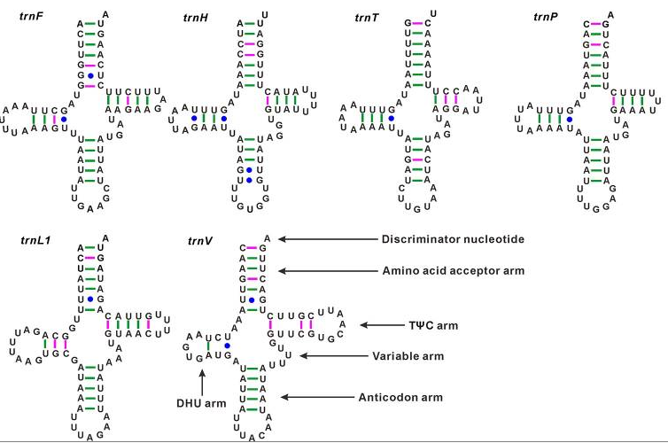 動物線粒體全基因組測序之tRNA 二級結構預測