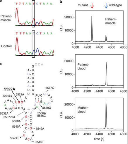 動物線粒體全基因組測序之mtDNA 突變分析