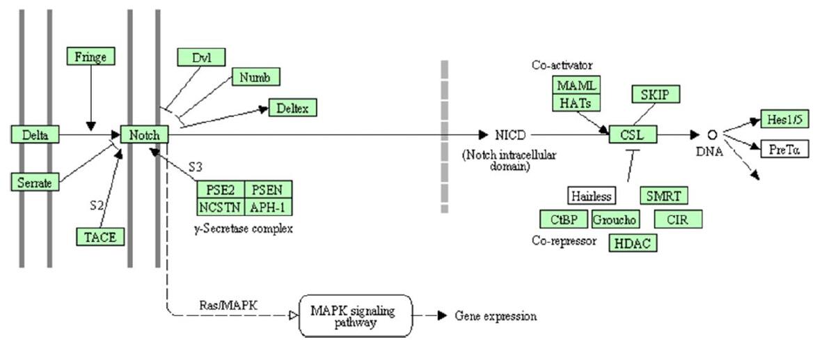 斑馬魚轉(zhuǎn)錄組測序之Notch信號通路分析圖