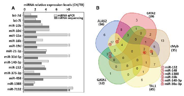 A) miRNA測序結果的qPCR驗證 B)上調的miRNA對5個造血標記靶基因的調節圖