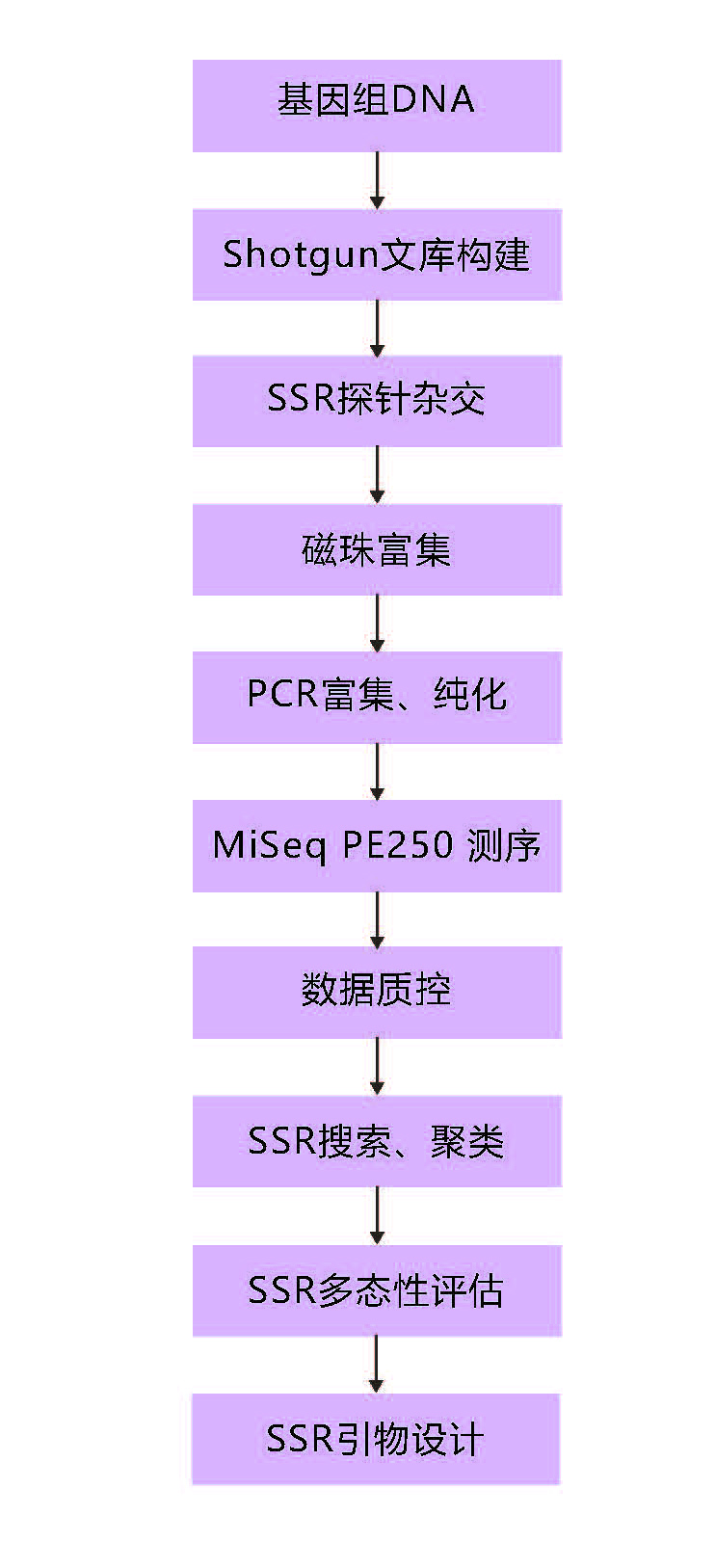 SSR分子標記開發技術路線.jpg