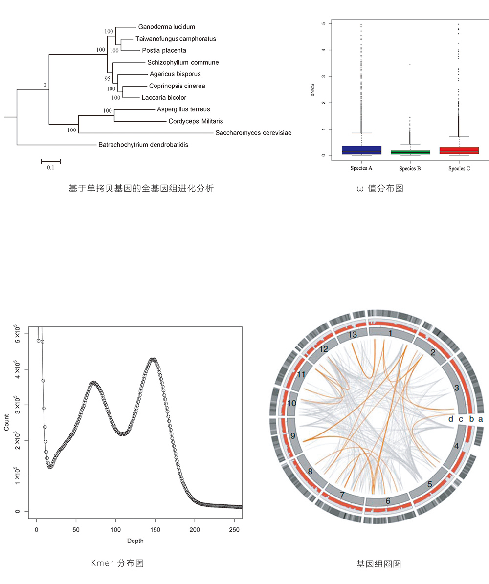 真菌基因組de novo測序結(jié)果展示.jpg