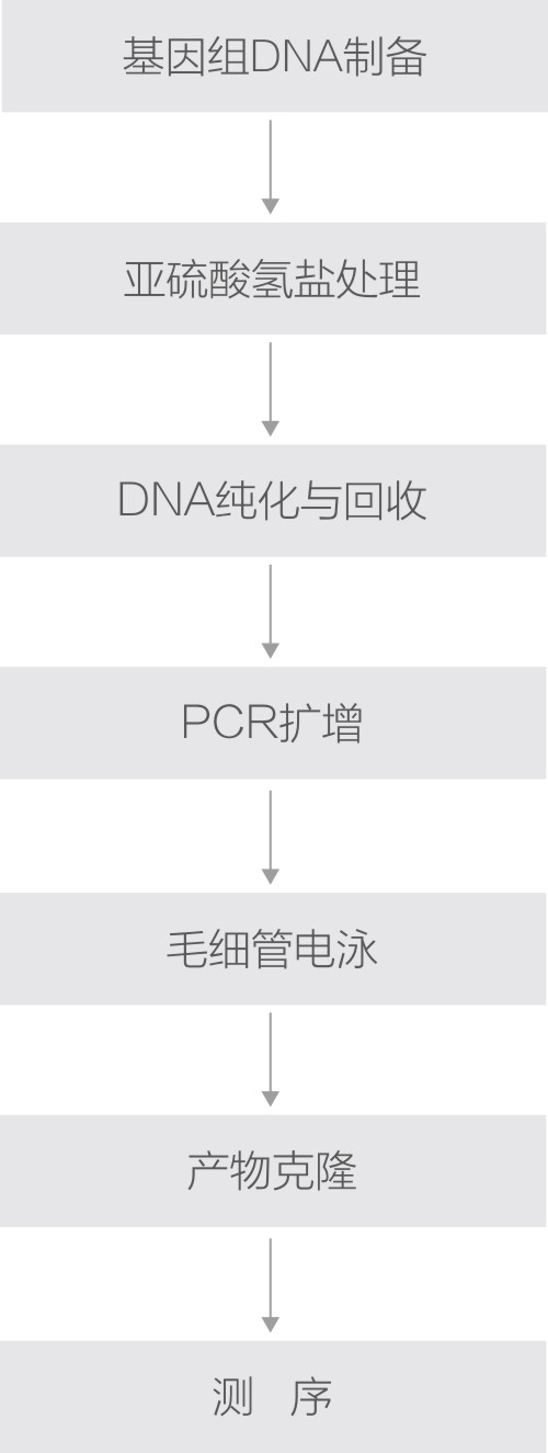 DNA甲基化技術路線.jpg