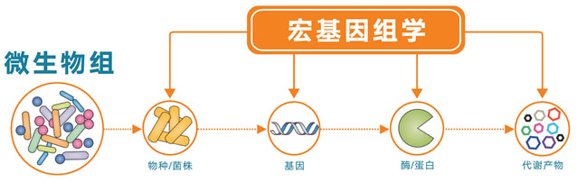 宏基因組測(cè)序1.jpg