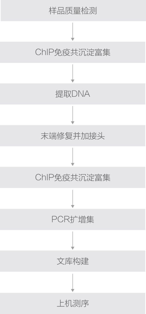 ChIP技術(shù)路線.jpg