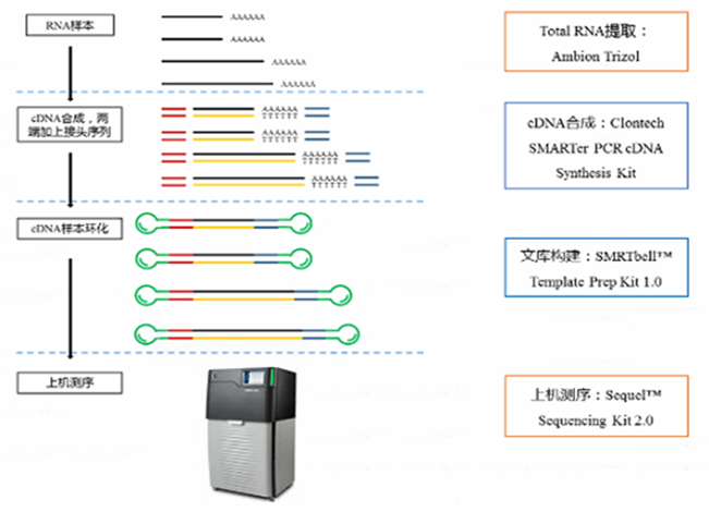 全長轉錄組測序原理2.png