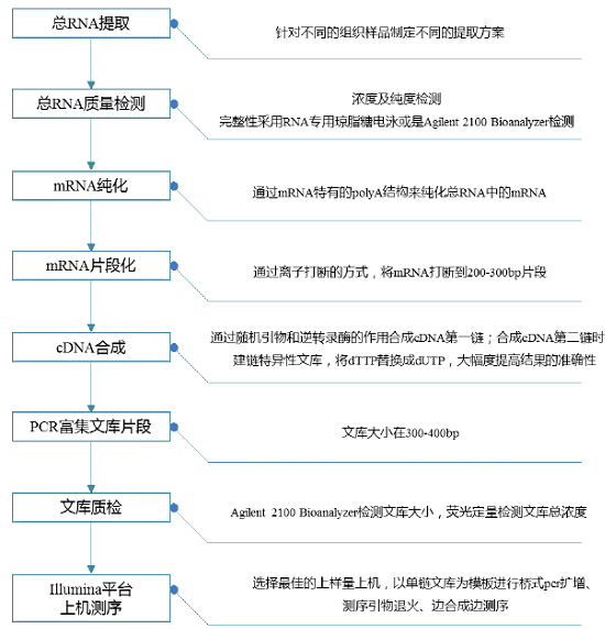 真核無參轉錄組測序1.png