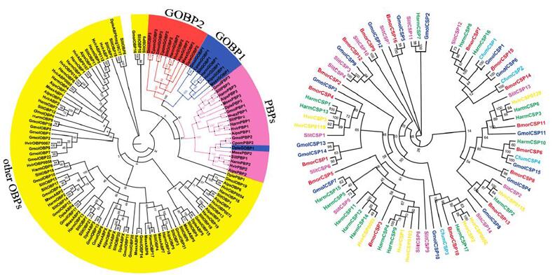 梨小食心蟲轉錄組測序之OBP及CSP基因系統發生樹構建圖