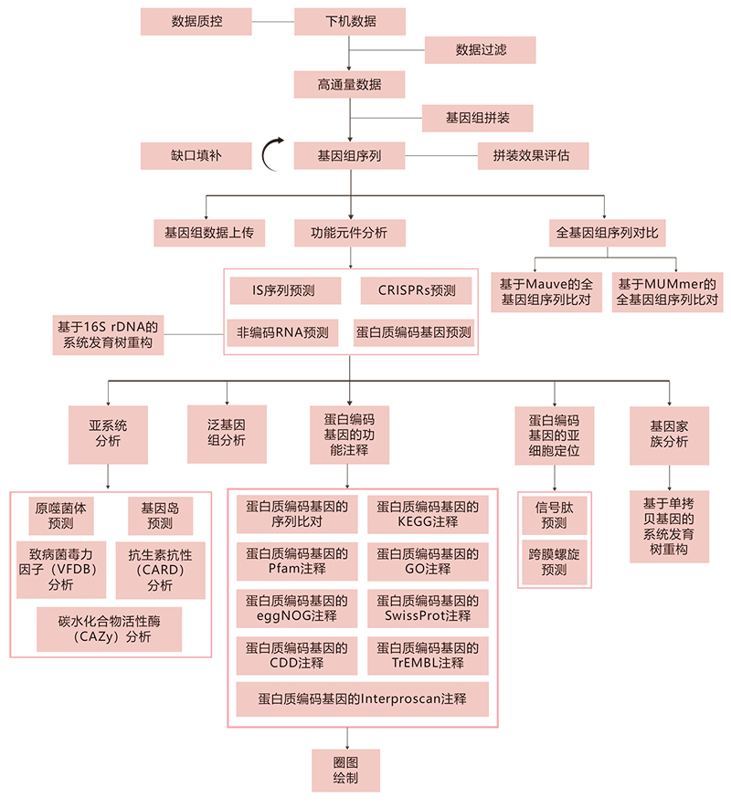 細菌基因組技術路線.jpg